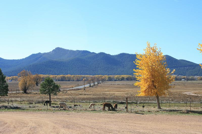 20081029 Alpacas 007.jpg